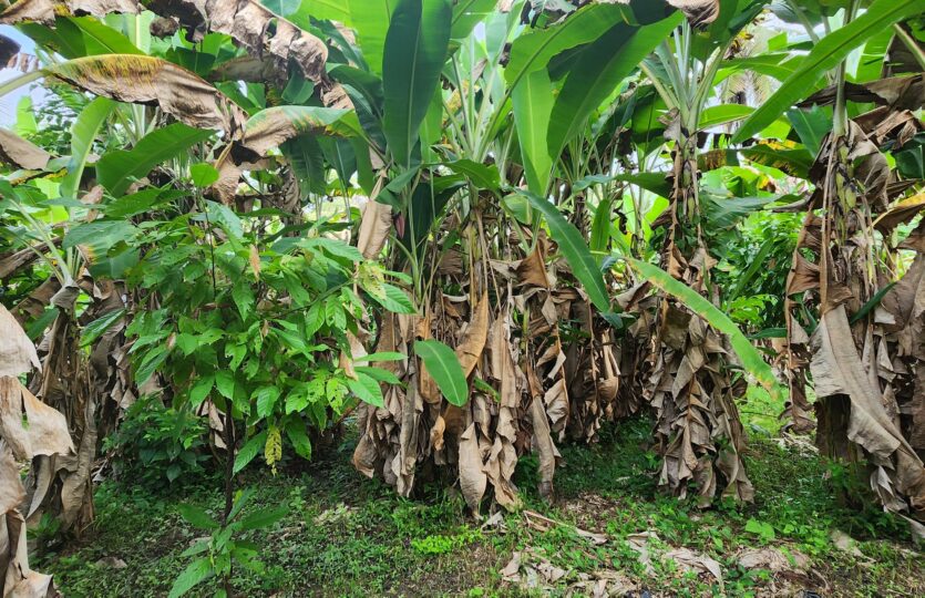 tayrona property 1